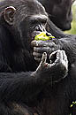 Chimp Kenya